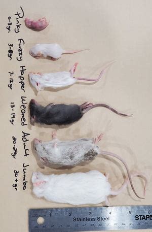 Mice Frozen Various Sizes – FirstStrike Reptile Supplies