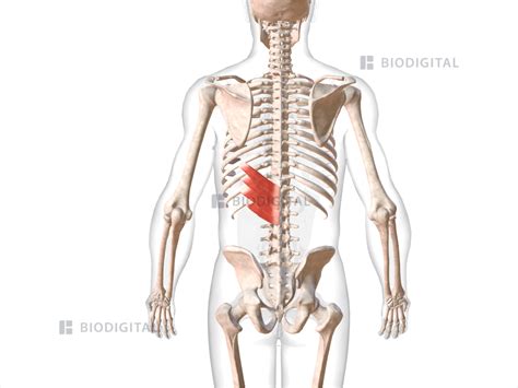 Left serratus posterior inferior | BioDigital Anatomy