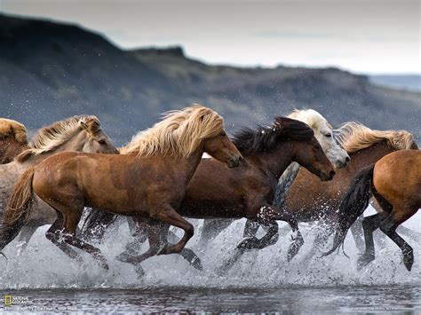 Icelandic Horses | National Geographic | Horses, Horse pictures, Pretty horses