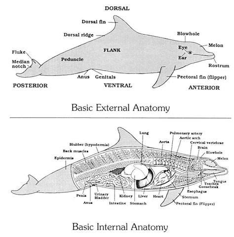 Dolphin Anatomy - Dolphin Research Center | Fish anatomy, Anatomy, Marine biology