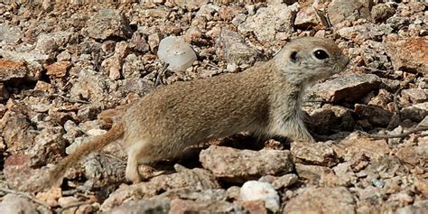 Desert Rodent | Flickr - Photo Sharing!