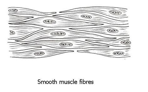 draw unstriated muscle (smooth ) tissue - Brainly.in