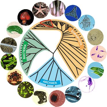 Prokaryotes: Bacteria & Archaea | Organismal Biology