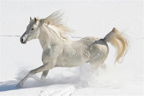 White Horse Running In Snow