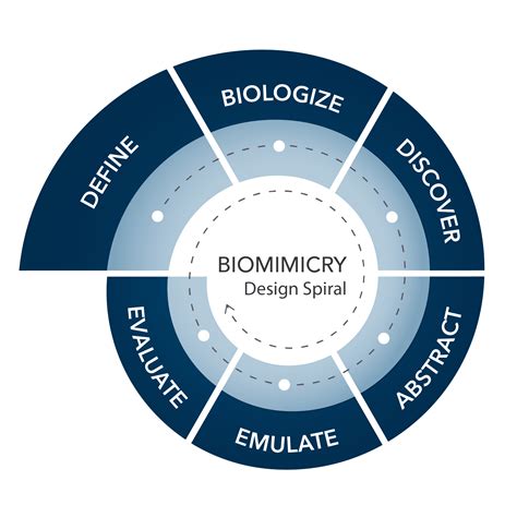 The Biomimicry Process - Biomimicry Toolbox