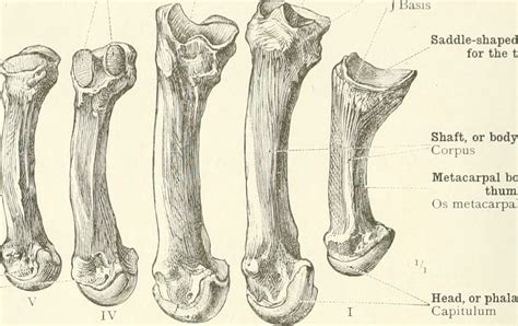 Metacarpal Anatomy - Anatomy Reading Source