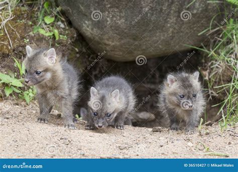 3,928 Grey Fox Photos - Free & Royalty-Free Stock Photos from Dreamstime