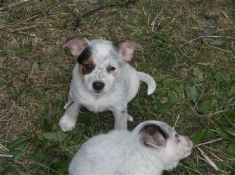 Adorable Australian Shepherd/Blue Heeler mix puppies for Sale in Delta, Ohio Classified ...