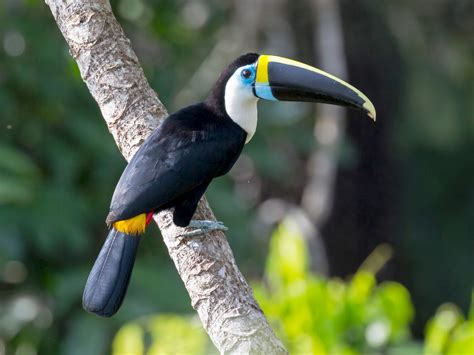 White-throated Toucan - eBird | Pet birds, Toucans, Animals