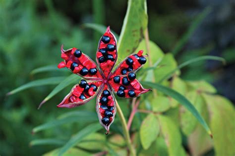 Perennials for Fall Color - Fine Gardening