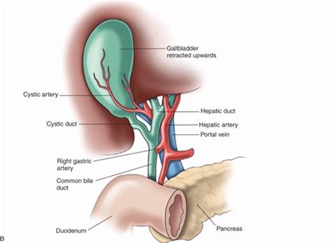 Biliary Ultrasound – Core EM