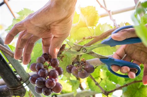 Harvester hands cutting ripe grapes on a vineyard. Farmer picking up the grapes during ...