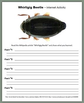 Whirligig Beetle - internet activity, poem, story, essay, facts, word search