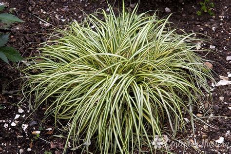 'Gold Strike' Variegated Sedge Grass | Front yard landscaping plans ...