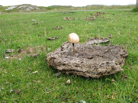 Mushroom habitat © Jonathan Wilkins cc-by-sa/2.0 :: Geograph Britain and Ireland