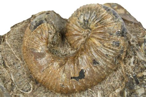 1.05" Cretaceous Fossil Heteromorph (Scaphites) Ammonite - Utah ...