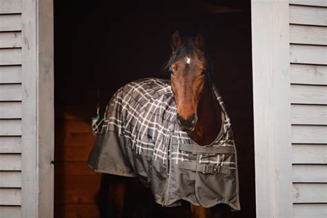 Top 10 Best Horse Rain Sheets - Best Horse Blankets