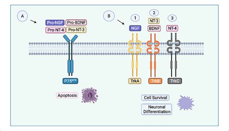 Schematic illustration of the biology and functions of neurotrophins ...