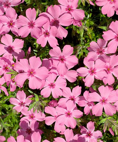 Live 'Fort Hill' Carpet Phlox - Set of Five by Seedling & Sprout # ...