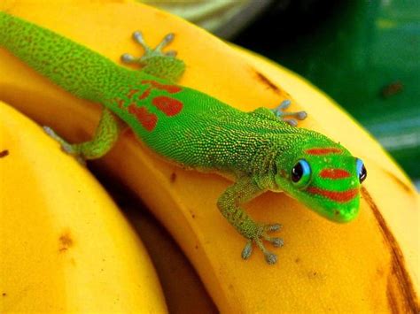 Gold Dust Day Gecko Care Sheet | Wiki | Reptiles Amino