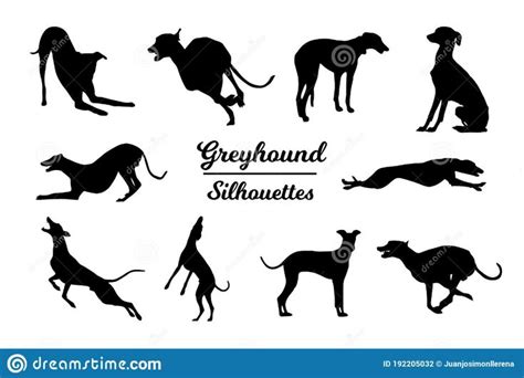 Greyhound dog silhouettes. stock vector. Illustration of nature ...