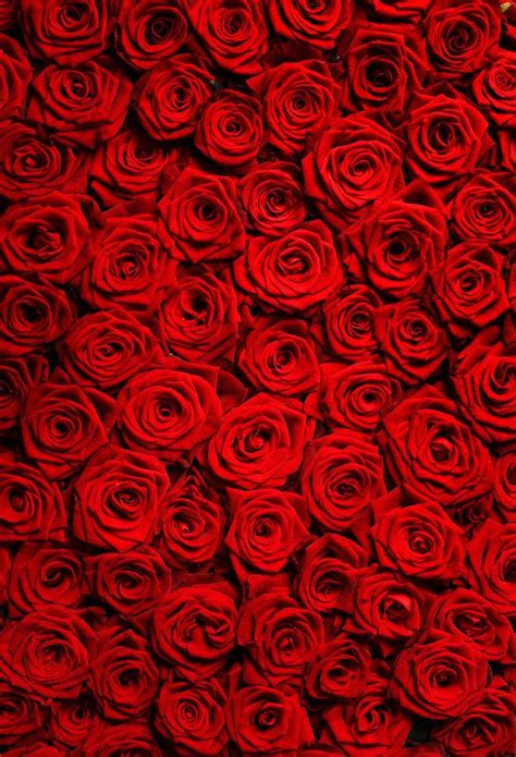 Red rose Backdrop,Wedding Photograpgy Backdrop，Valentine's Day prop Item D-1795 | Red roses ...