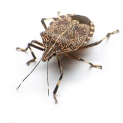 Stink Bugs | Facts & Identification, Control & Prevention