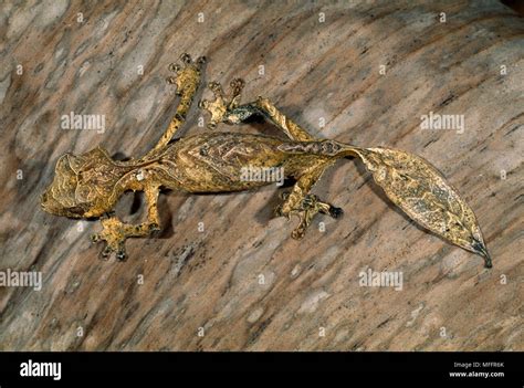 LEAF-TAILED GECKO Uroplatus phantasticus showing camouflage. Madagascar Stock Photo - Alamy