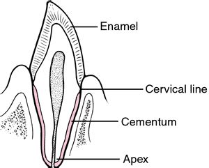 Dental cementum; Cementoblasts; Cementum