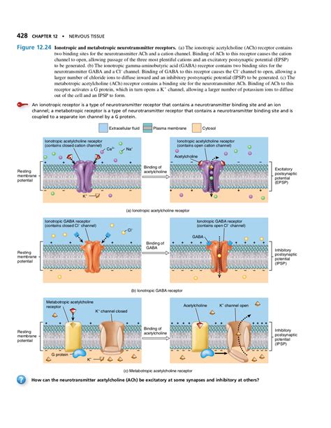 Ionotropic and Metabotropic Receptors - 428 CHAPTER 12 . NERVOUSTISSUE ...