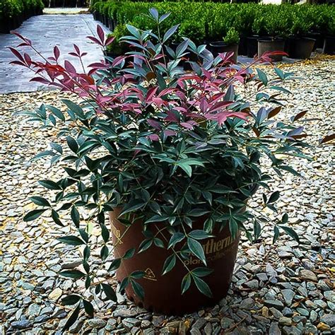 Flirt Nandina Plants For Sale Online | The Tree Center