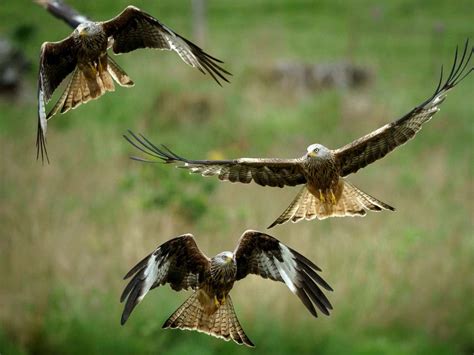 Red kite reintroduction ‘might be biggest species success story in UK ...