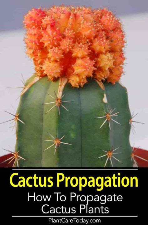 Cactus Propagation: How To Propagate Cactus Plants and Cactus Pups | Propagating cactus, Cactus ...