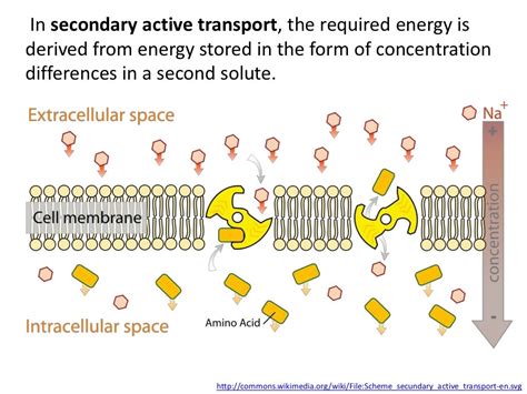 In secondary active transport, the