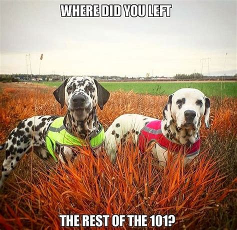 17 Very Funny Dalmatian Memes