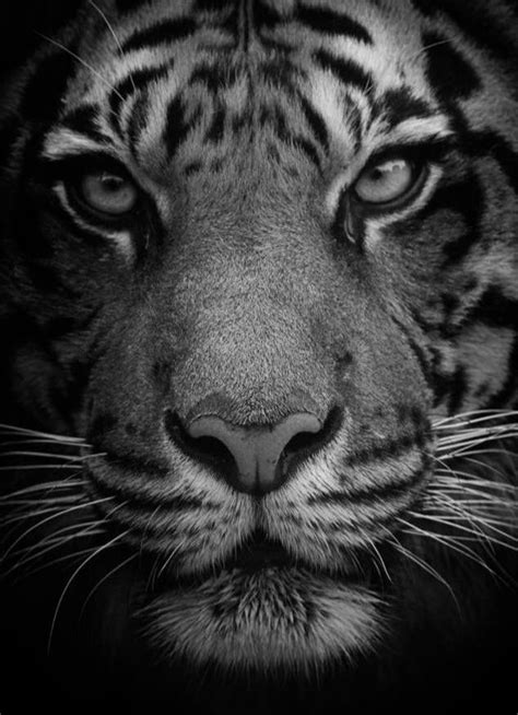 Realistic Tiger Sketch Art