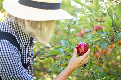 10,000+ Free Apple Picking & Apple Photos - Pixabay