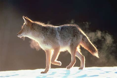 7 Spiritual Meanings of Hearing a Coyote: Day and Night