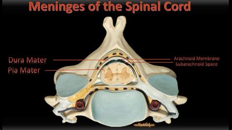 Spinal Cord Anatomy Model