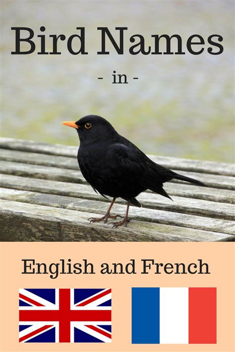 Bird Names in French - Eco-Gites of Lenault