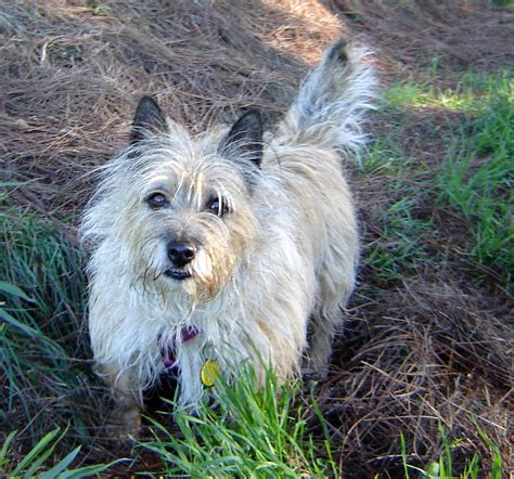 Cairn Terrier - Temperament, Lifespan, Shedding, Puppy