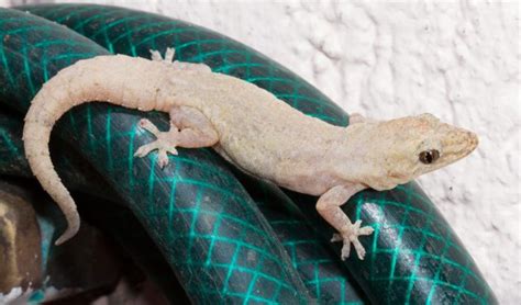 Asian house geckos: to love them or hate them? - Australian Geographic