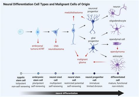 Frontiers | The Role of Neurodevelopmental Pathways in Brain Tumors