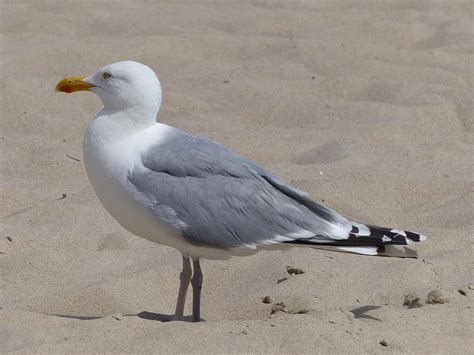 Herring Gull Bird Facts (Larus argentatus) | Bird Fact