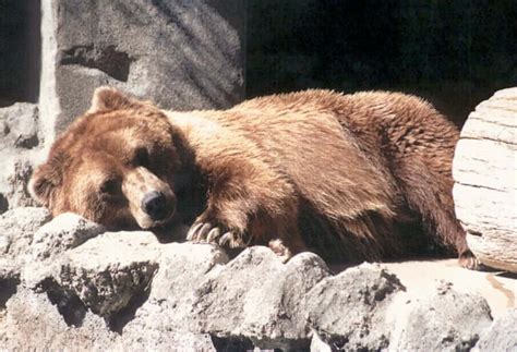 Animals That Hibernate | Interesting Facts About Hibernation