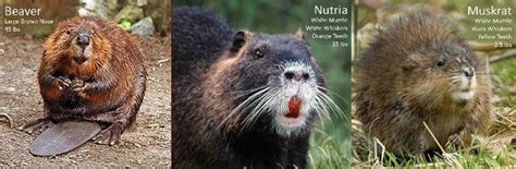 How to Identify a Nutria... | Conservation Management Institute | Virginia Tech