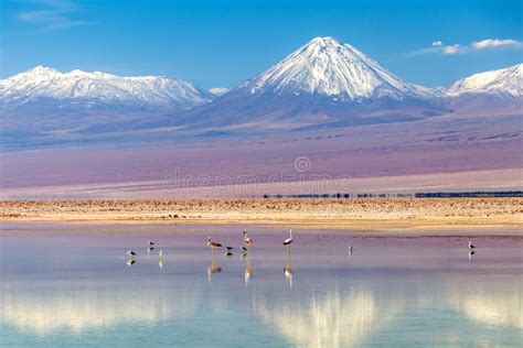 The Chaxa Lagoon with Andean Flamingos, Flamingo Heaven Located in the Center of the Salar De ...