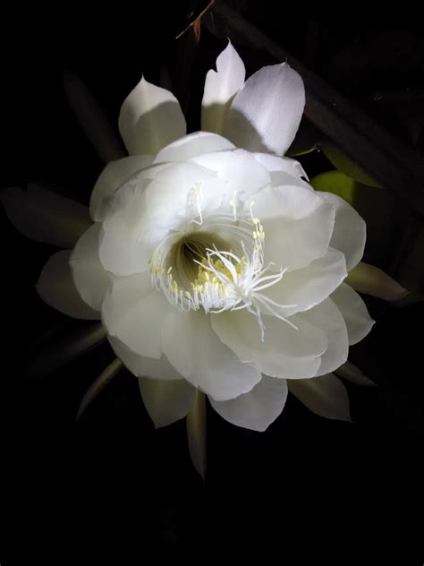 Fotos gratis : cactus, en blanco y negro, pétalo, amarillo, flora, flor blanca, de cerca, Flor ...