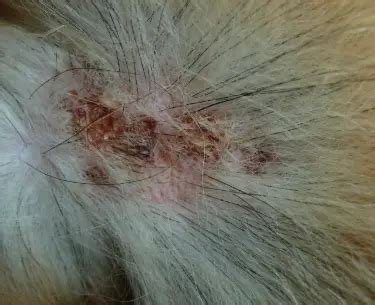 Crusty Scabs on Dog (Back, Tail, head) Causes, How to Heal | Petstreat.org