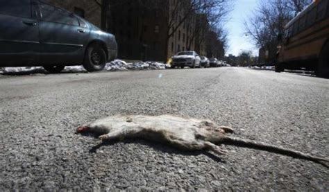 New York City Rat Problem so Bad Now They’re a Tourist Attraction – Def-Con News